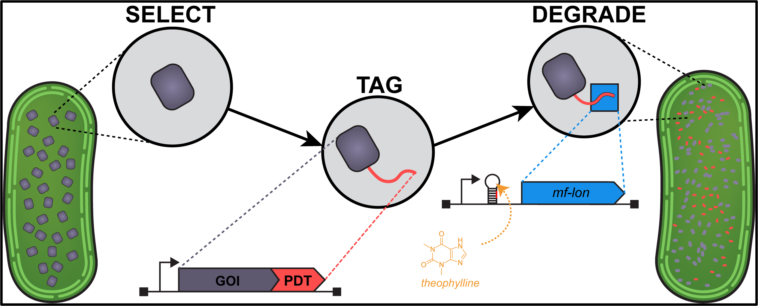 Orthogonal Degron System