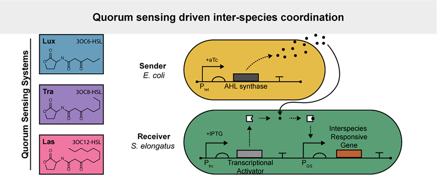 Quorum Sensing Toolkit